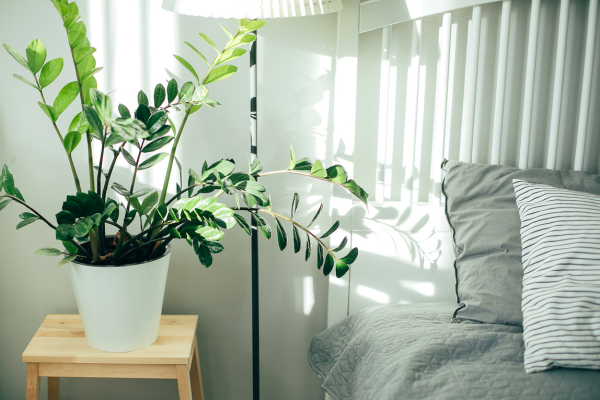 Plantas no Quarto: Como as plantas trazem mais calma e frescor para o seu refúgio